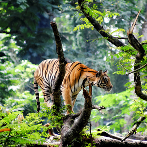 Fundraising Page: Megan Phillips